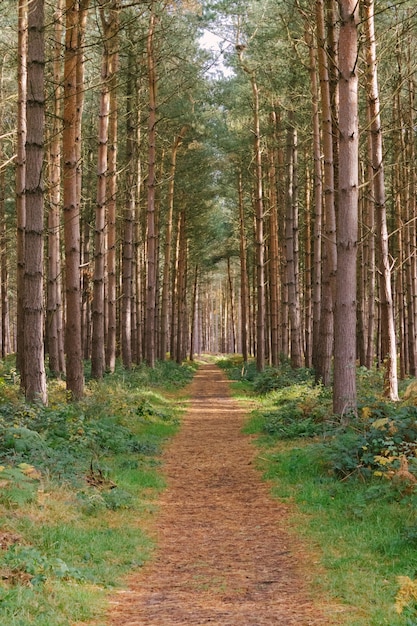 Free photo vertical shot of a pathway in the middle of the tall trees of a forest