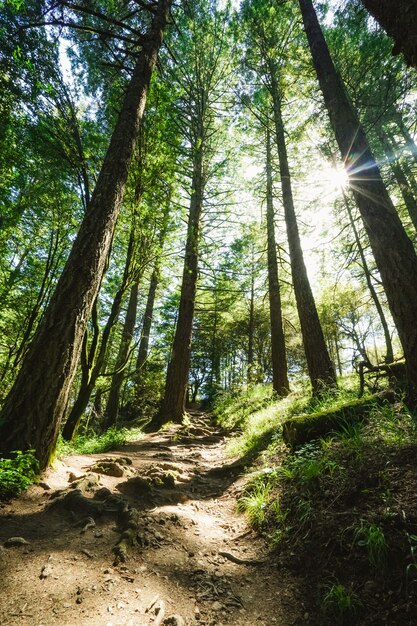 Vertical shot of a pathway up the hill surrounded by trees and grass with sunlight shining thru