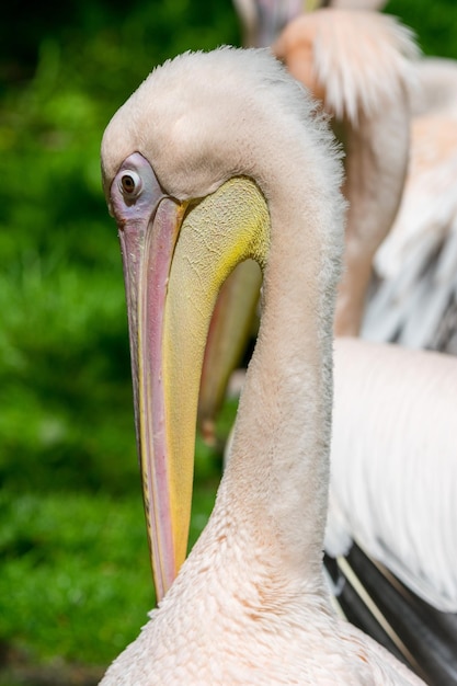 Free photo vertical shot of a pelican on a sunny day outdoors