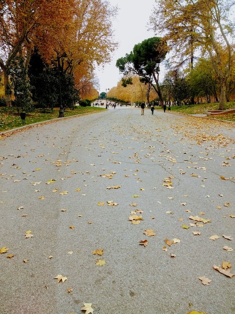 Free Photo vertical shot of people walking next to the trees in a park during autumn