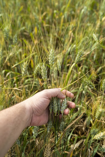 Free photo vertical shot of a person holding wheat in a field under the sunlight in cadiz, spain