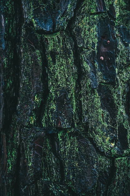 Free Photo vertical shot of a pine bark covered with moss