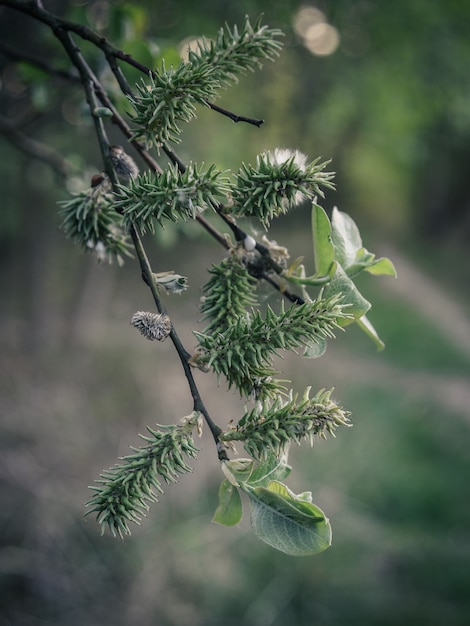 Vertical shot of a pine branch on background of bokeh lights