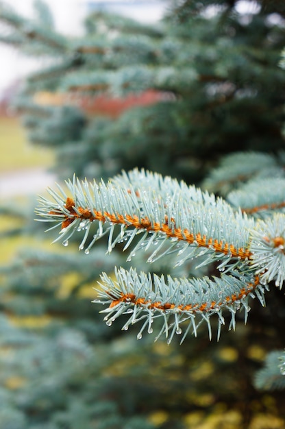 Free Photo vertical shot of a pine tree branch with water droplets