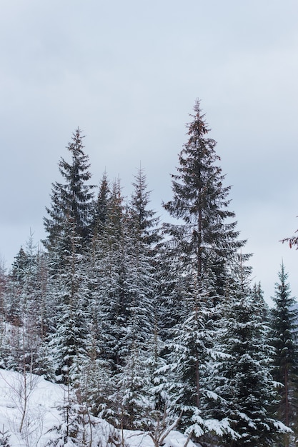 Free photo vertical shot of pine trees covered in snow on a winter day