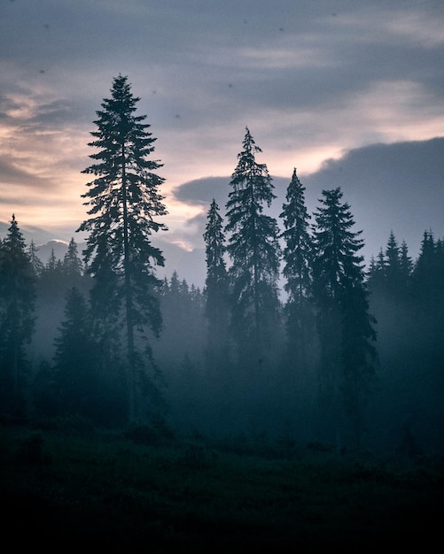 Free photo vertical shot of pine trees in a forest covered in the fog under a cloudy sky