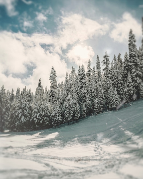 Free photo vertical shot of pine trees on a hill covered in snow under a white cloudy sky