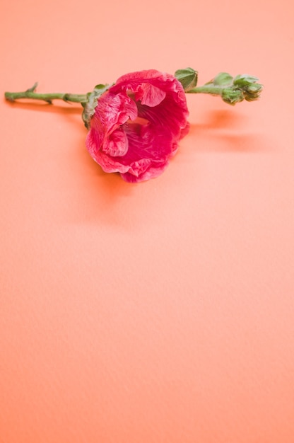 Vertical shot of a pink carnation flower on a small stem, placed on a cream-colored surface