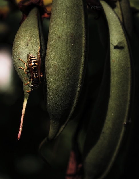 Free Photo vertical shot of plant leaves with insects perched on them