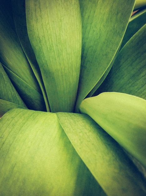 Vertical shot of a plant with long green leaves