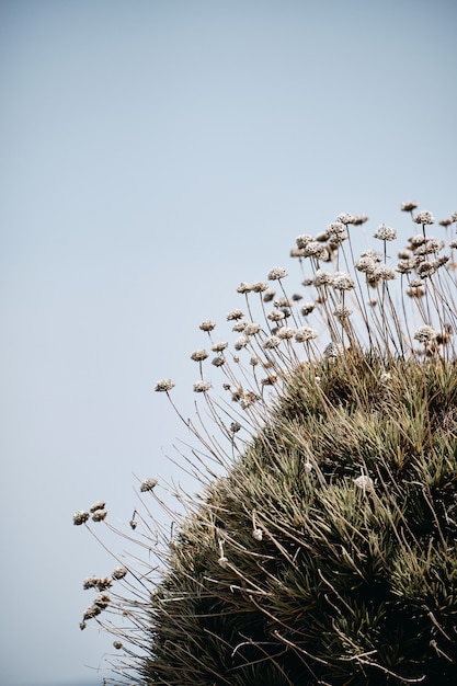 Free Photo vertical shot of plants growing on the rock with a blue sky in the background at daytime