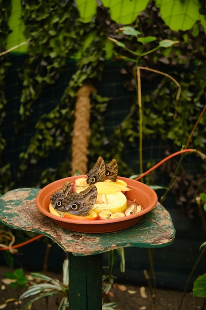 Free Photo vertical shot of a plate full of fruits with owl butterflies on them surrounded by greenery