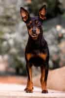 Free photo vertical shot of a prague ratter dog