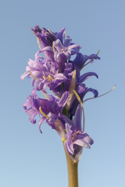 Free Photo vertical shot of a purple flower called blue tango under a blue sky