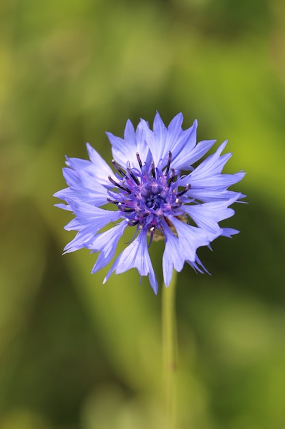 Free Photo vertical shot of a purple flower with a blurred nature