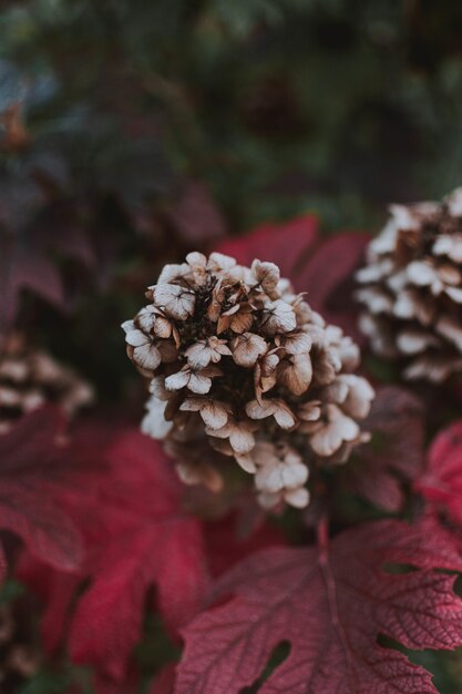 Vertical shot of a purple Grifola frondosa flower surrounded by purple leaves in a forest