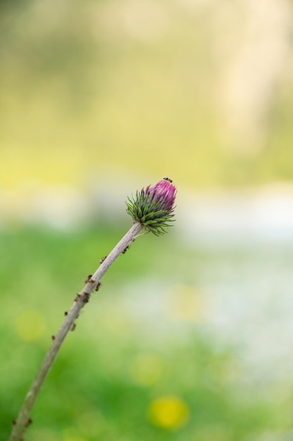 Free photo vertical shot of purple thistle flower bud with ants on the stem