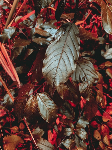 Free photo vertical shot of red and green leaves