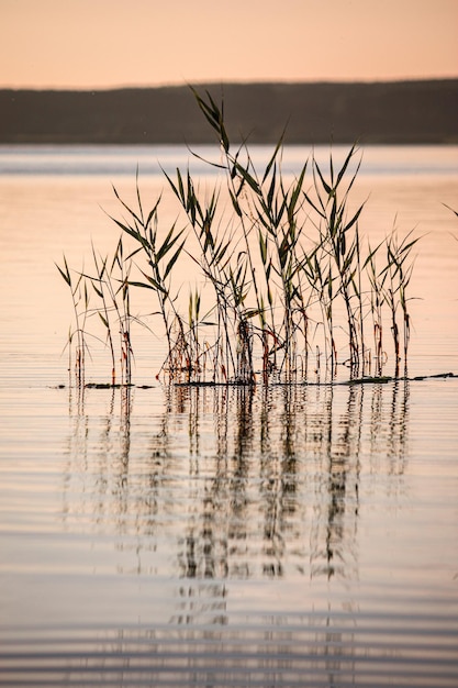 Free photo vertical shot of reeds on the lake against sunset background