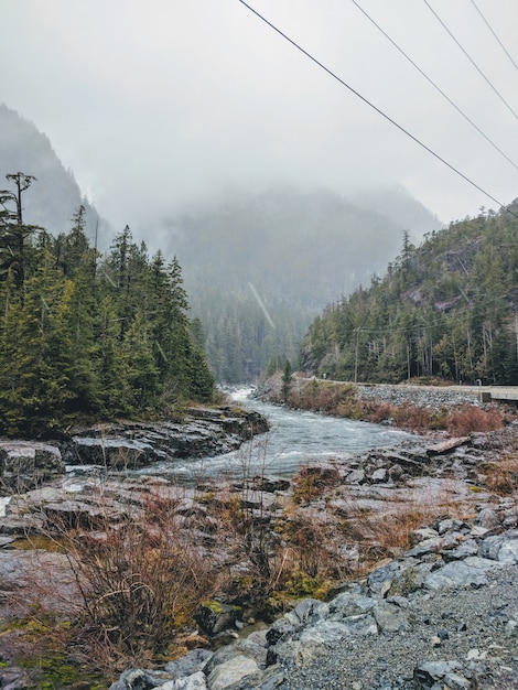 Free Photo vertical shot of a river flowing through foggy mountains covered in pine trees