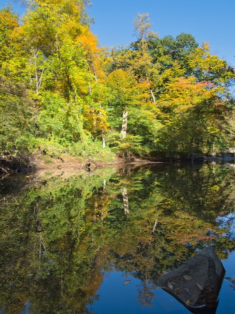 Free photo vertical shot of a river flowing through trees in a forest