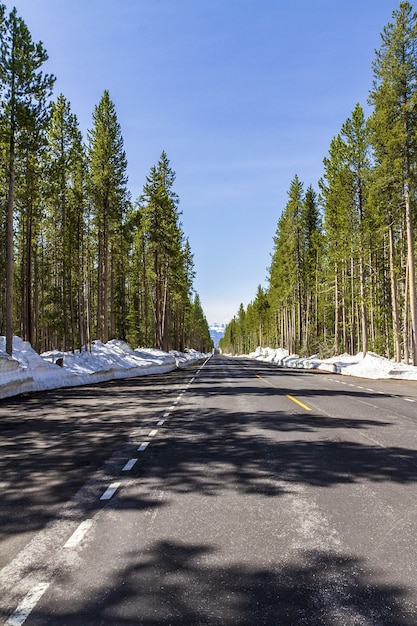 Free photo vertical shot of a road in a forest in the winter in the yellowstone national park, usa