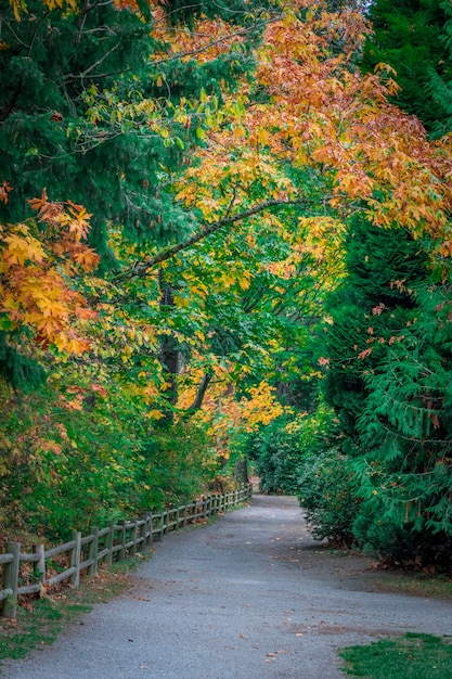 Vertical shot of a road going through beautiful colorful trees captured in day time