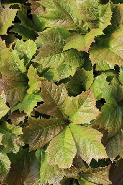 Free Photo vertical shot of rodgersia podophylla plant under the sunlight