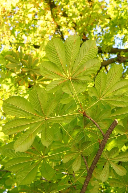 Free photo vertical shot of several green leaves on a branch