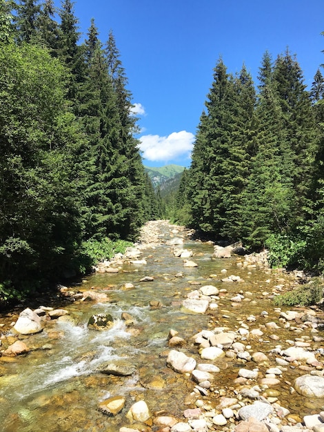 Vertical shot of a shallow river flowing through the rocks amid the aligned green trees