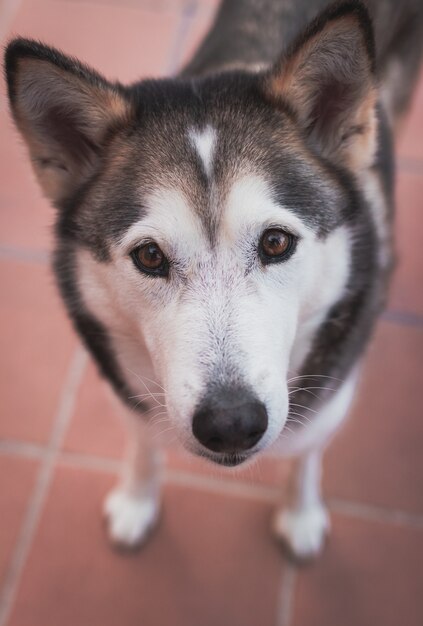 Vertical shot of a Siberian Husky on the tile floor a daytime