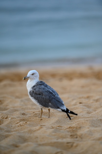 Free Photo vertical shot of a single seagull on a coastline sand