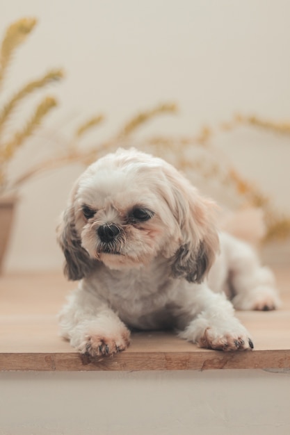 Free Photo vertical shot of a sitting shih poo lying down