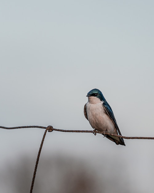 Free Photo vertical shot of a small blue and white bird on a metal fence