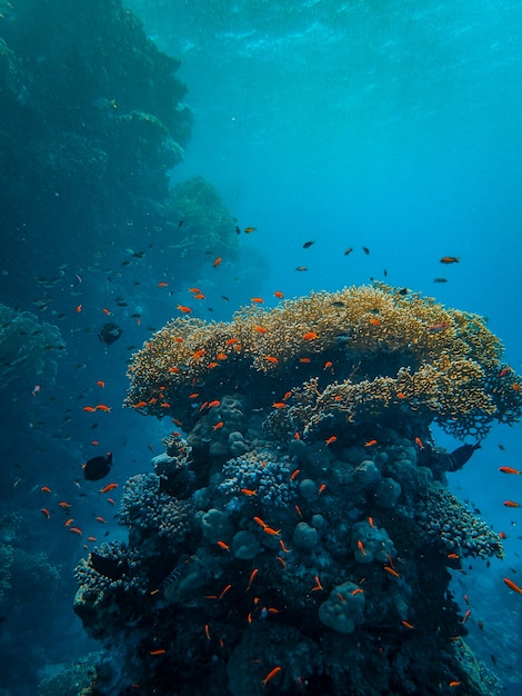 Free photo vertical shot of small colorful fish swimming around beautiful corals under the sea