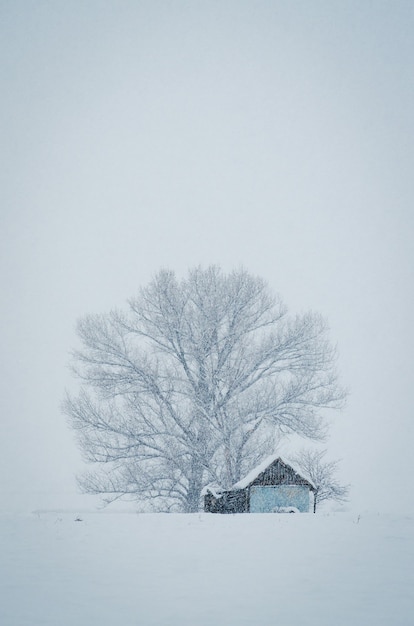 Vertical shot of a small hut in front of the big tree covered with snow on a foggy winter day