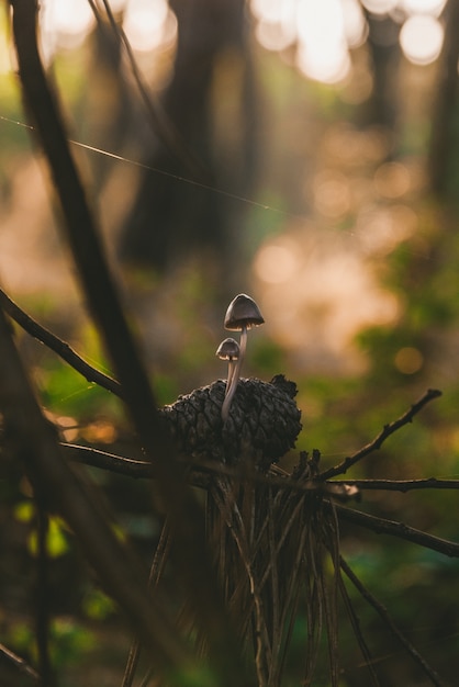 Vertical shot of small mushroom growing on a pine