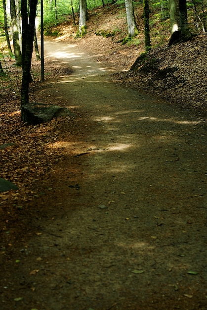 Vertical shot of a small path in the forest during the daytime