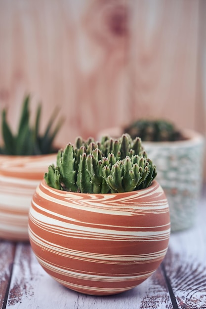 Free Photo vertical shot of a small potted cactus on the table in a garden