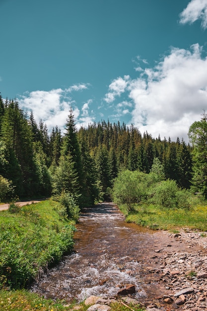 Free photo vertical shot of a small river surrounded by trees and rocks in a forest under a blue cloudy sky