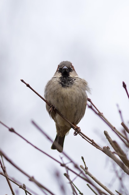 Free Photo vertical shot of a small sparrow perching on the twig of a tree against the white sky