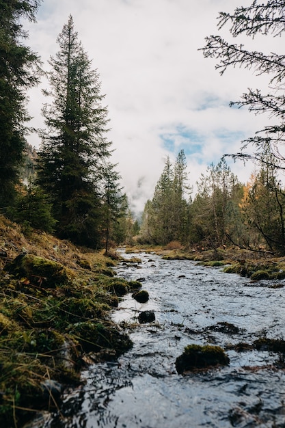 Vertical shot of a small stream of water flowing through an autumn forested area on a cloudy day