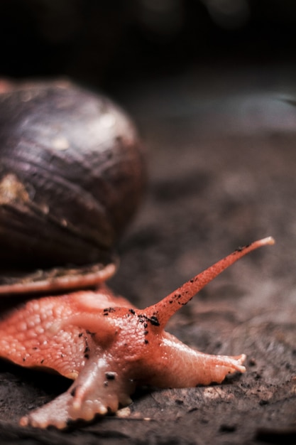 Free photo vertical shot of a snail crawling on a muddy soil after rain