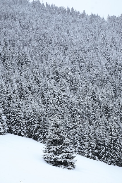 Free photo vertical shot of an snow covered alpine forest in the french alps during winter