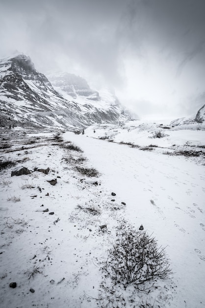 Free photo vertical shot of a snowy forest surrounded by hills under the clear sky