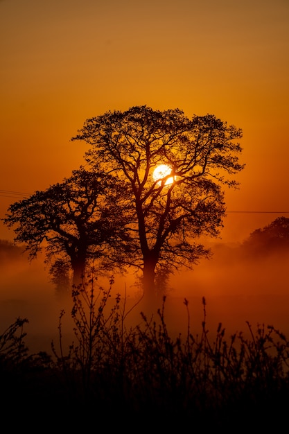 Free photo vertical shot of some beautiful trees and the sun setting in the background