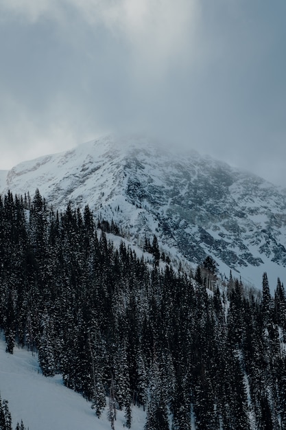 Vertical shot of the spruce trees in the mountains covered with snow under the dark sky