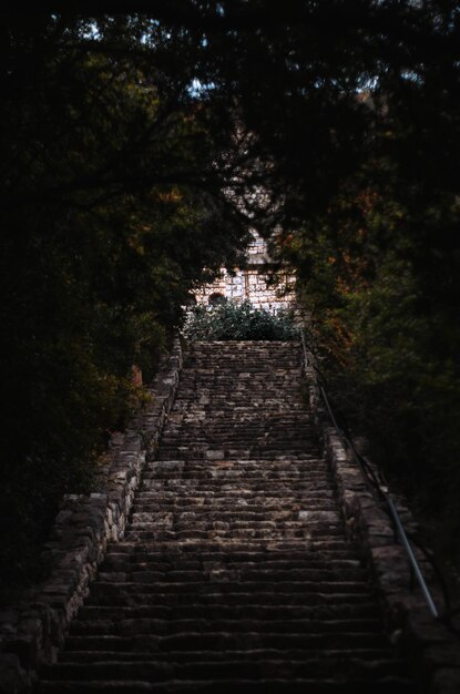 Vertical shot of stairs surrounded by trees