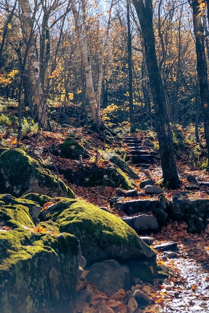 Vertical shot of stone steps on a forest trail in autumn