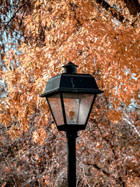 Free Photo vertical shot of a street lamp and orange leaves